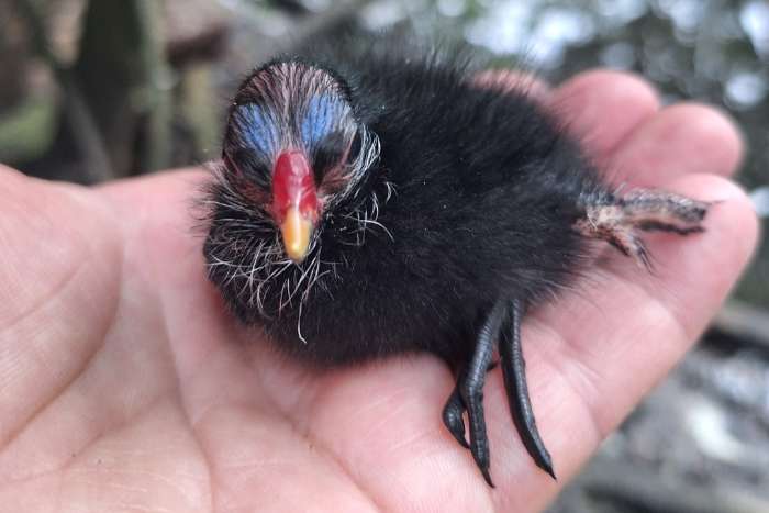 te koop waterhoenen 1-1