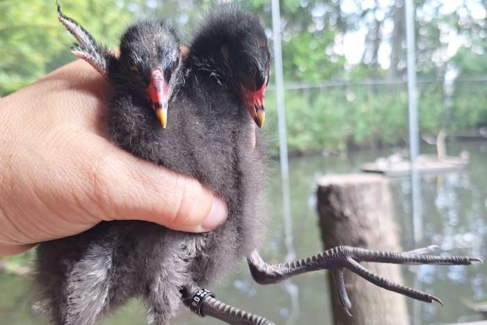 te koop waterhoenen 1-1