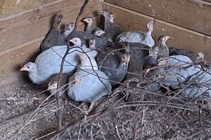 te koop parelhoenders