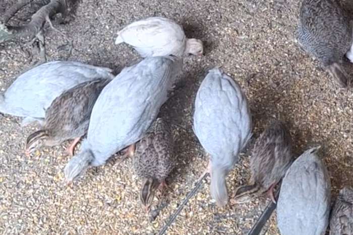 te koop parelhoenders