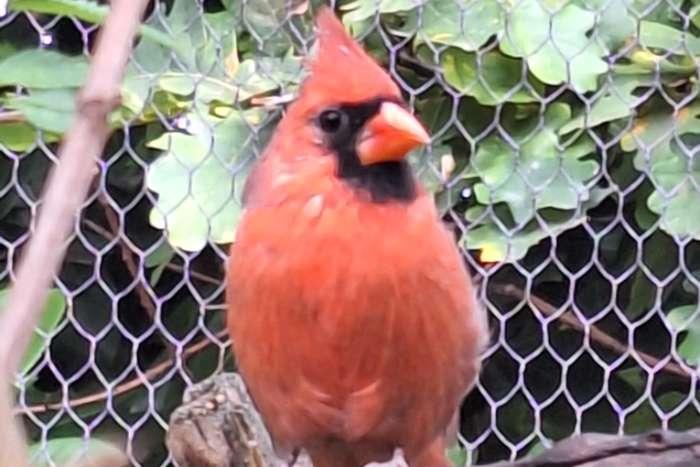 te koop rode kardinaal man