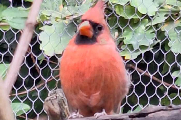 te koop rode kardinaal man