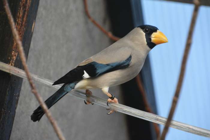 2- 0 japanse kernbijters