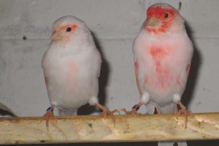 roodmozaiek kanaries