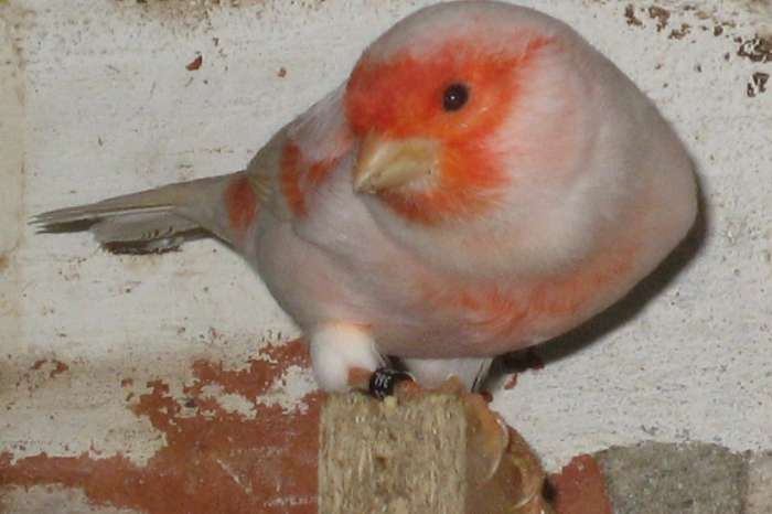 roodmozaiek kanaries