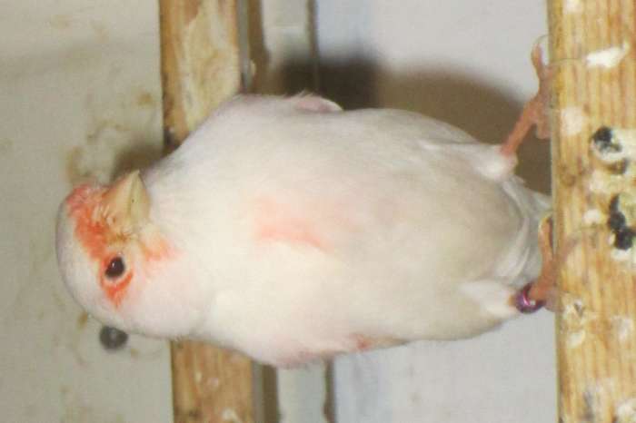 roodmozaiek kanaries