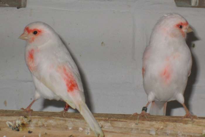 roodmozaiek kanaries