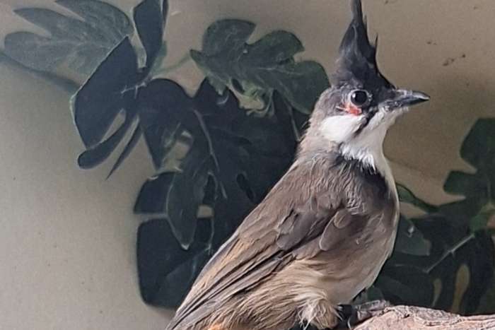 te koop roodoorbuulbuul pop