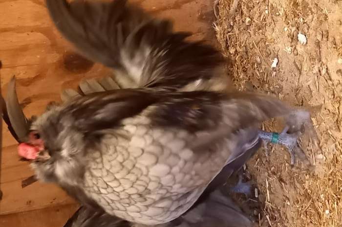 antwerpse baardkrielen