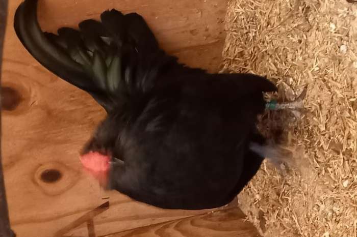 antwerpse baardkrielen