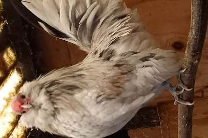 antwerpse baardkrielen