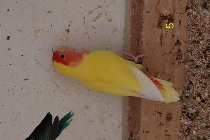 agapornis roseicollis half langbevederd