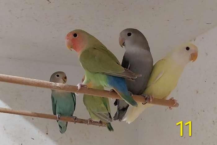 agapornis roseicollis half langbevederd