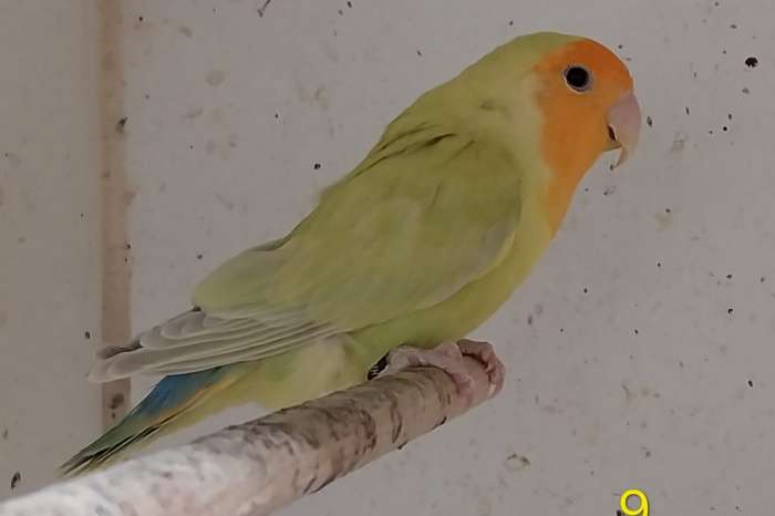 agapornis roseicollis half langbevederd