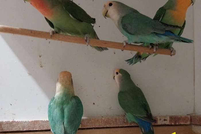 agapornis roseicollis half langbevederd