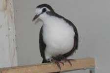 te koop tamboerijnduiven uit de buitenvoliere