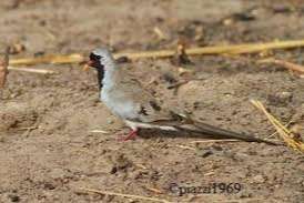 te koop tropische vogels en duiven uit buitenvoliere