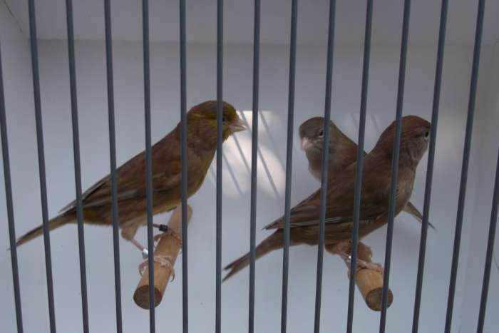 bruin split pastel sch