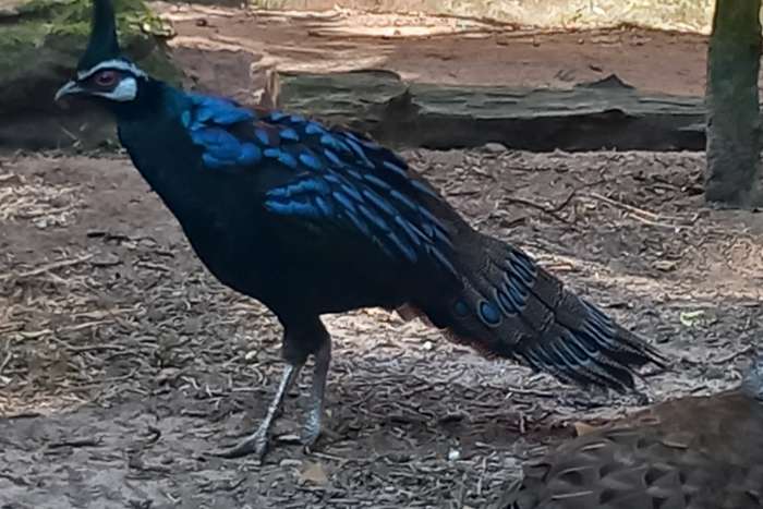 palawan pauwfazanten