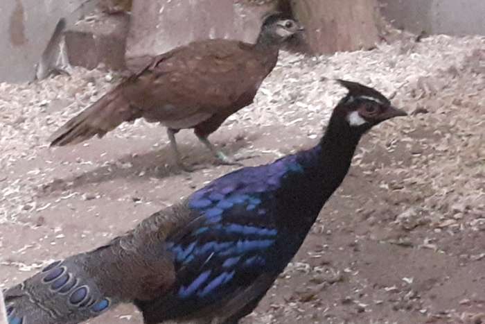 palawan pauwfazanten