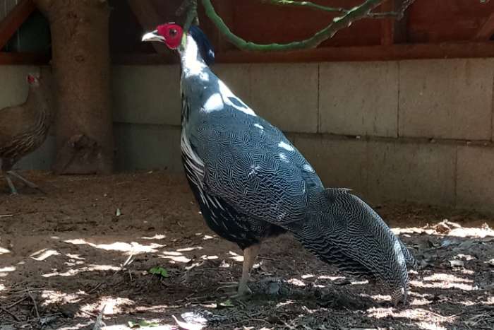 1-0 streepfazant 2024 ( lophura leucomelanos lineata)