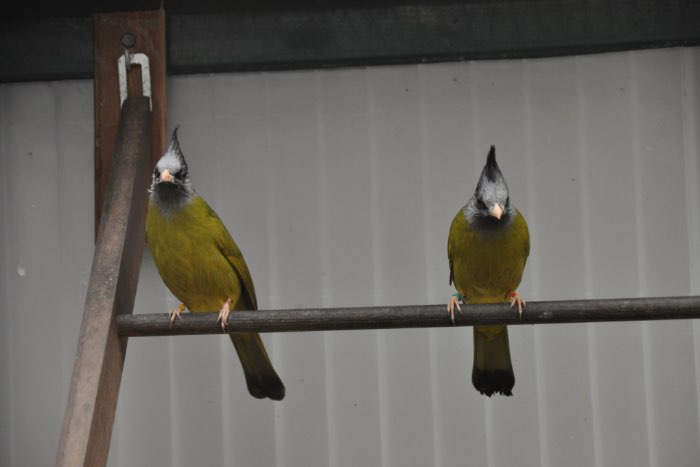 gekuifde vinkbuulbuul (spizixos canifrons)