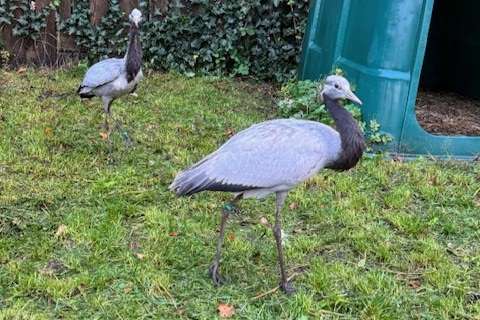 1-1 jufferkraanvogels nette prijs zie advertentie