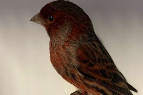 zwart-rode kanaries 2025