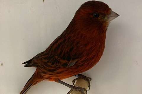 zwart-rode kanaries 2025