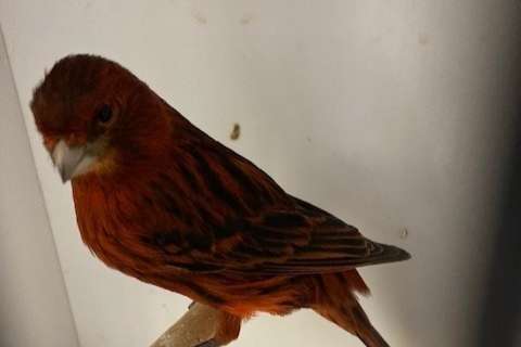 zwart-rode kanaries 2025