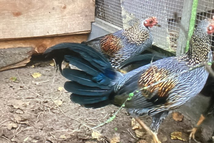 te koop 3-0 sonnerath hoen 2025