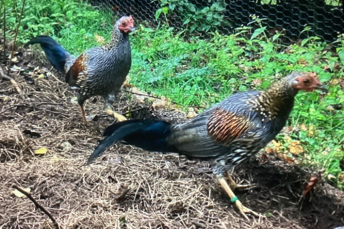 te koop 3-0 sonnerath hoen 2025