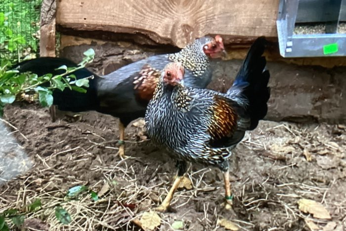 te koop 3-0 sonnerath hoen 2025