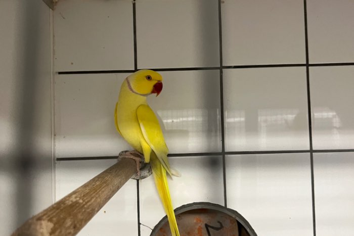 halsband man pallid-ino/ blauw