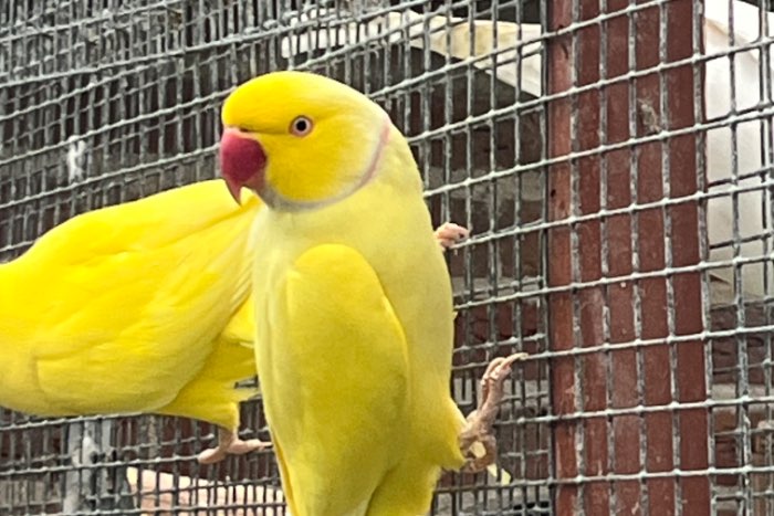 halsband man pallid-ino/ blauw