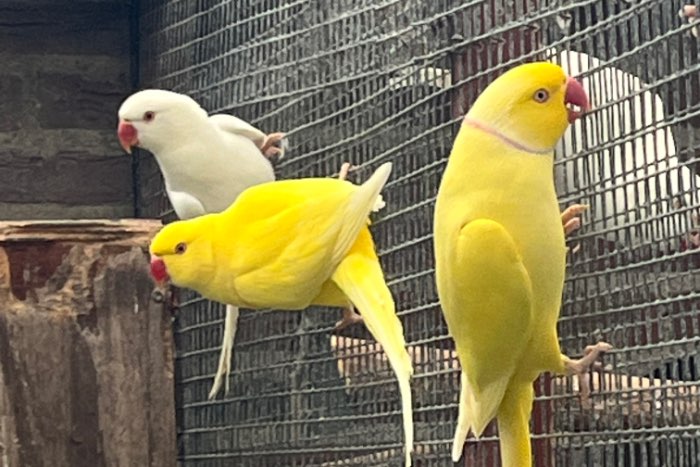 halsband man pallid-ino/ blauw