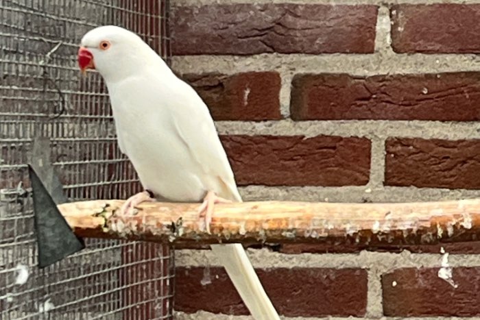 halsbandparkiet pop albino