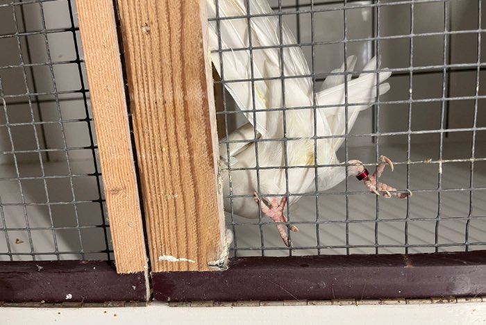 halsbandparkiet pop albino