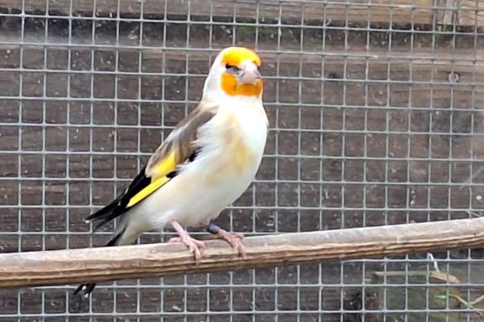 grote putter witkop pop 2023 ek