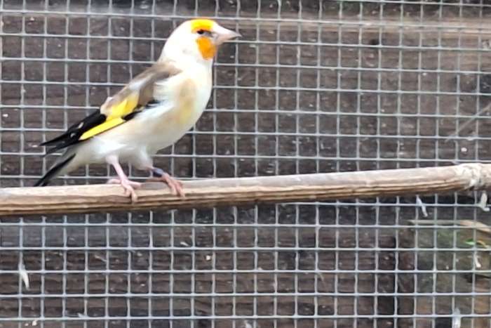 grote putter witkop pop 2023 ek