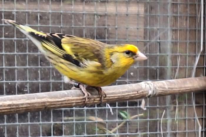 bastaard putter man 2025