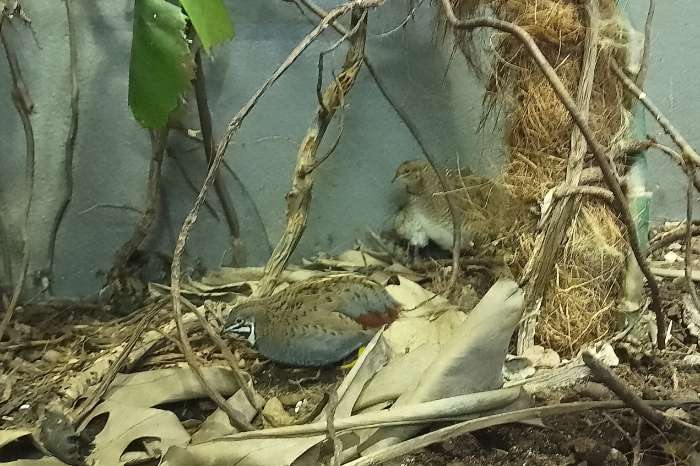 chinese dwergkwartels, zuivere wildkleur en natuurbroed