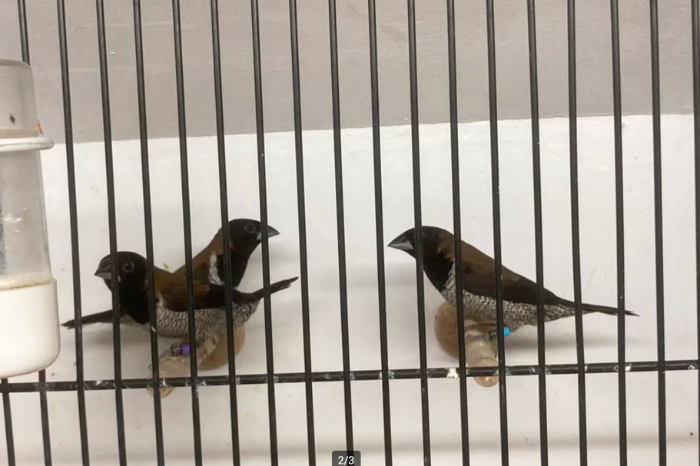 molukken bronzeman (lonchura molucca)