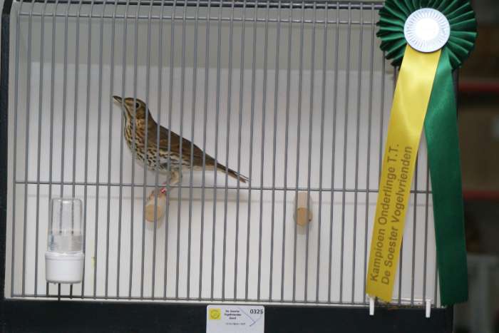 tentoonstelling soester vogelvrienden