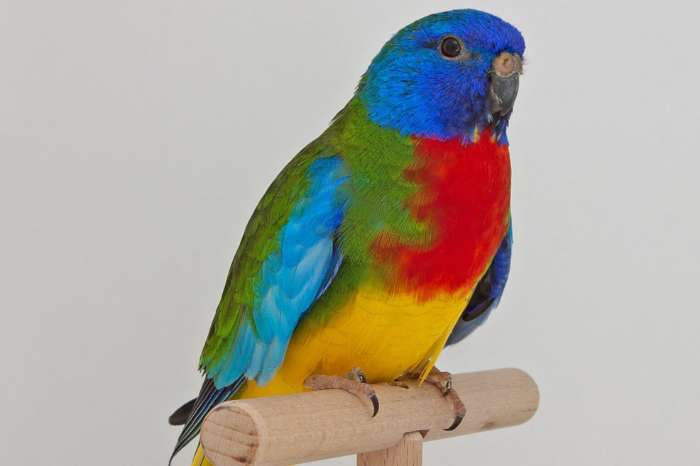 tentoonstelling soester vogelvrienden