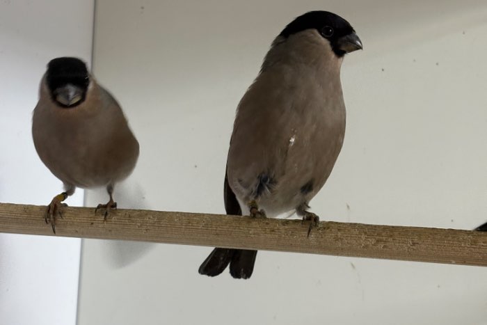 noorse goudvink poppen