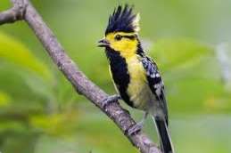 1.2 königsmeise , 3.0 gelbkehlammer