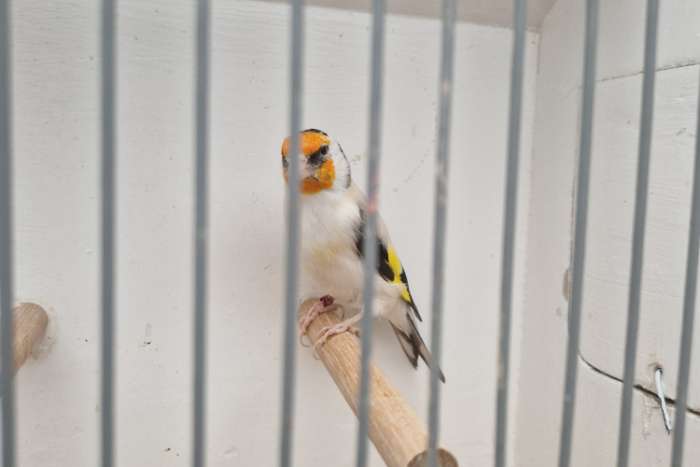 majoorputter pop agaat.