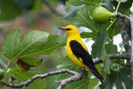 erupean wielewals oriole spicis gezocht