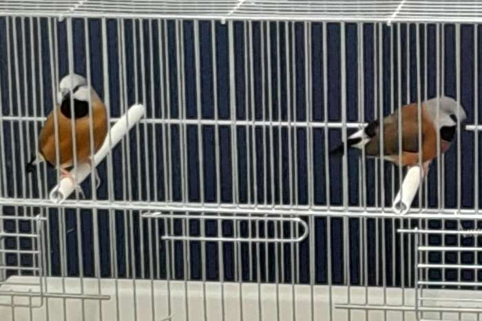 gordelgrasvink koppel